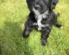 Cockapoo