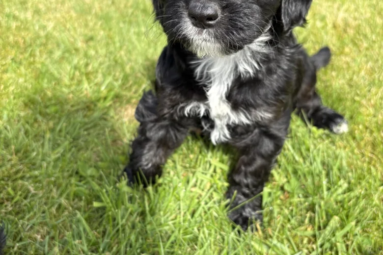 Cockapoo