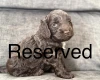 Cockapoo