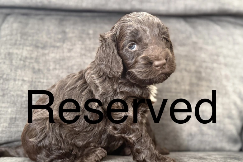 Cockapoo