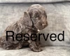 Cockapoo