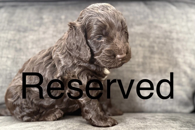 Cockapoo