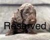 Cockapoo