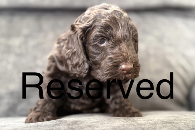 Cockapoo