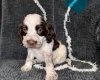 Cocker Spaniel (Show)