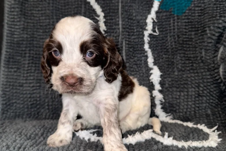 Cocker Spaniel (Show)