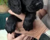 Cocker Spaniel (Working)