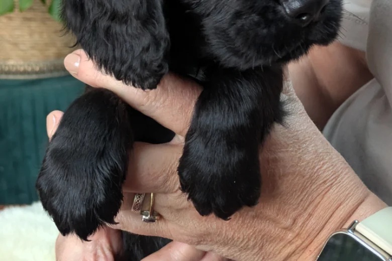 Cocker Spaniel (Working)
