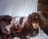 Cocker Spaniel (Working)