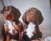 Cocker Spaniel (Working)