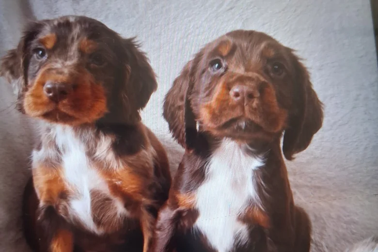 Cocker Spaniel (Working)