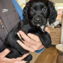 Cocker Spaniel (Working)