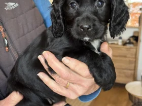 Cocker Spaniel (Working)