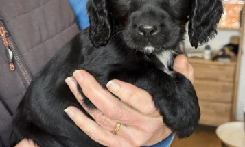 Cocker Spaniel (Working)
