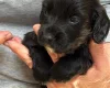 Cocker Spaniel (Working)