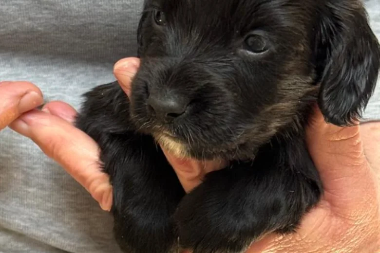 Cocker Spaniel (Working)