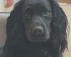 Cocker Spaniel (Working)