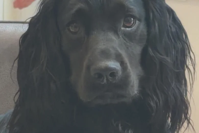Cocker Spaniel (Working)