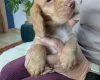 Cocker Spaniel (Working)