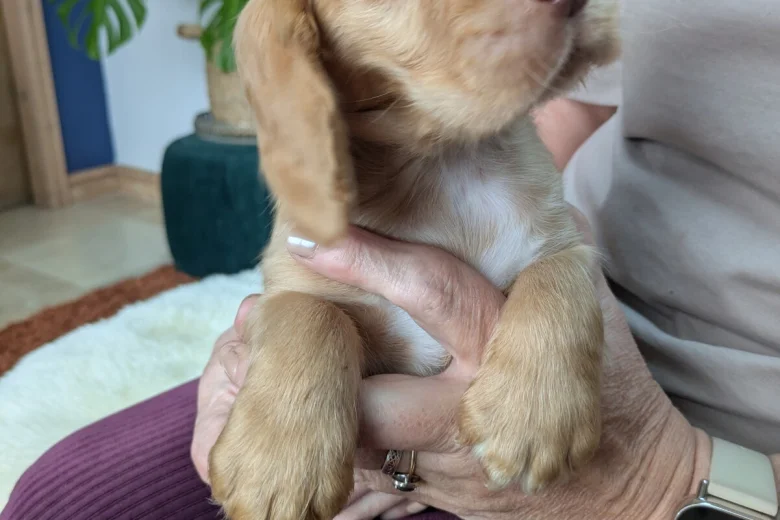 Cocker Spaniel (Working)