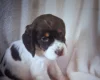 Cocker Spaniel (Working)