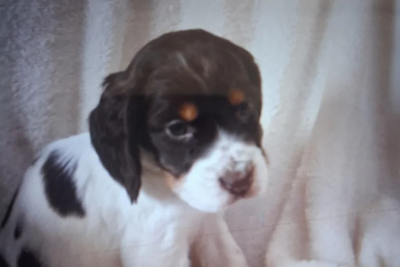 Cocker Spaniel (Working)