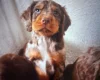 Cocker Spaniel (Working)