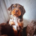 Cocker Spaniel (Working)