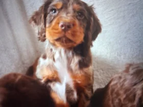 Cocker Spaniel (Working)