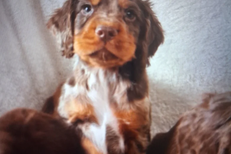 Cocker Spaniel (Working)
