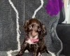 Cocker Spaniel (Show)