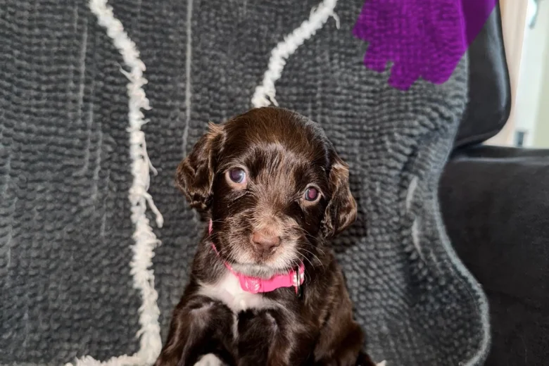 Cocker Spaniel (Show)
