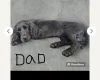 Cocker Spaniel (Show)