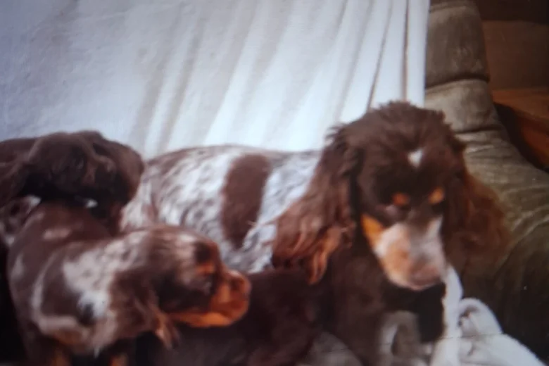 Cocker Spaniel (Working)