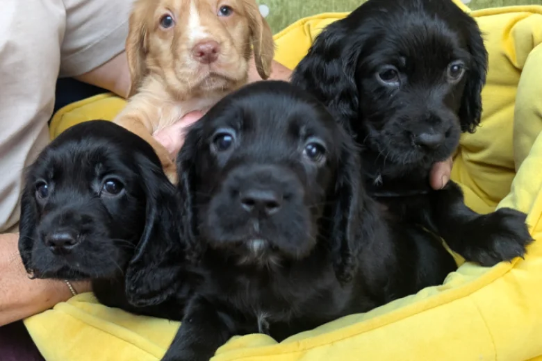 Cocker Spaniel (Working)