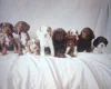 Cocker Spaniel (Working)