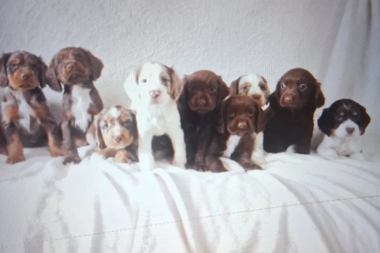 Cocker Spaniel (Working)