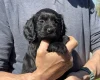 Cocker Spaniel (Working)