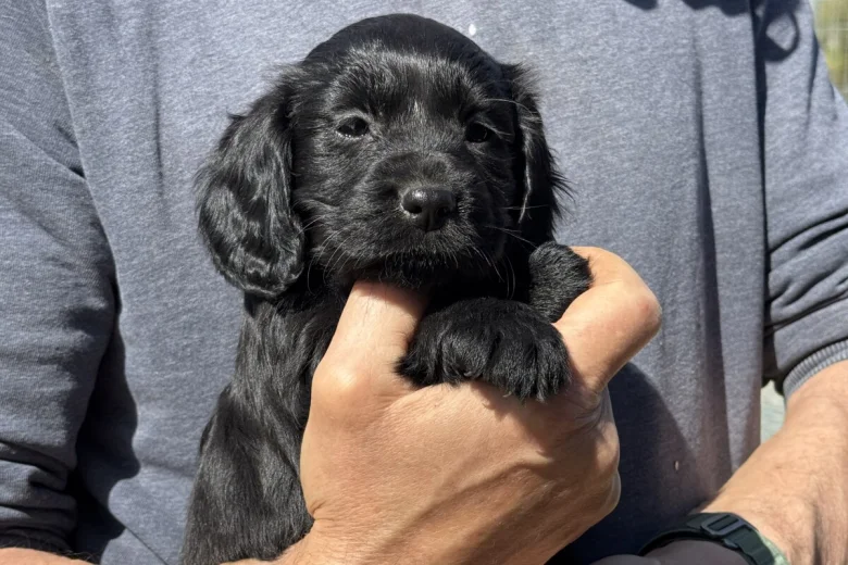 Cocker Spaniel (Working)