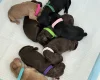 Cocker Spaniel (Working)
