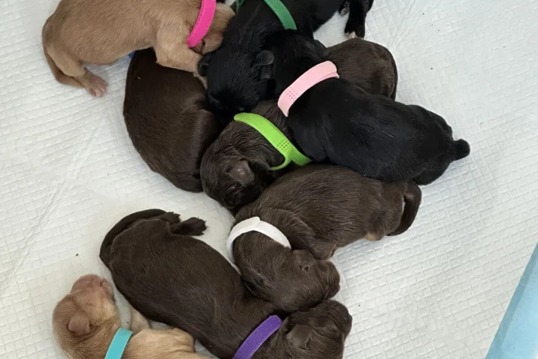 Cocker Spaniel (Working)