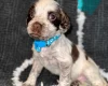 Cocker Spaniel (Show)