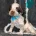 Cocker Spaniel (Show)