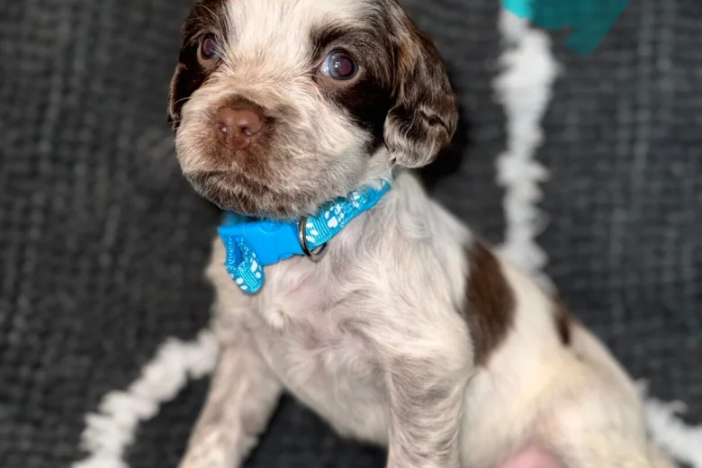 Cocker Spaniel (Show)
