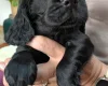 Cocker Spaniel (Working)