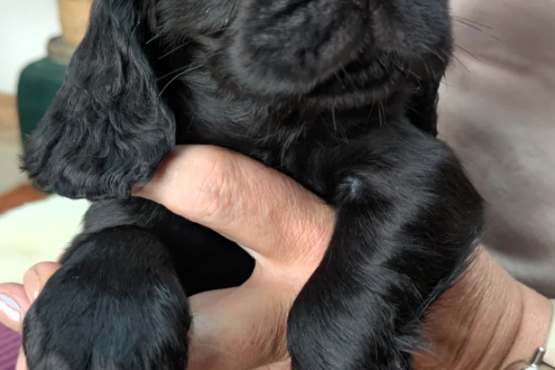 Cocker Spaniel (Working)