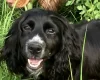 Cocker Spaniel (Working)