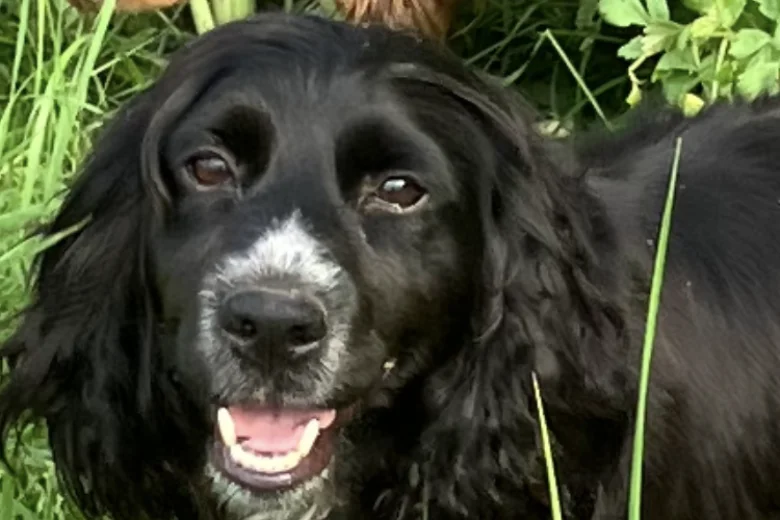 Cocker Spaniel (Working)