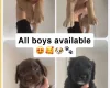 Cocker Spaniel (Working)