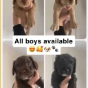 Cocker Spaniel (Working)